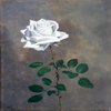 White Rose